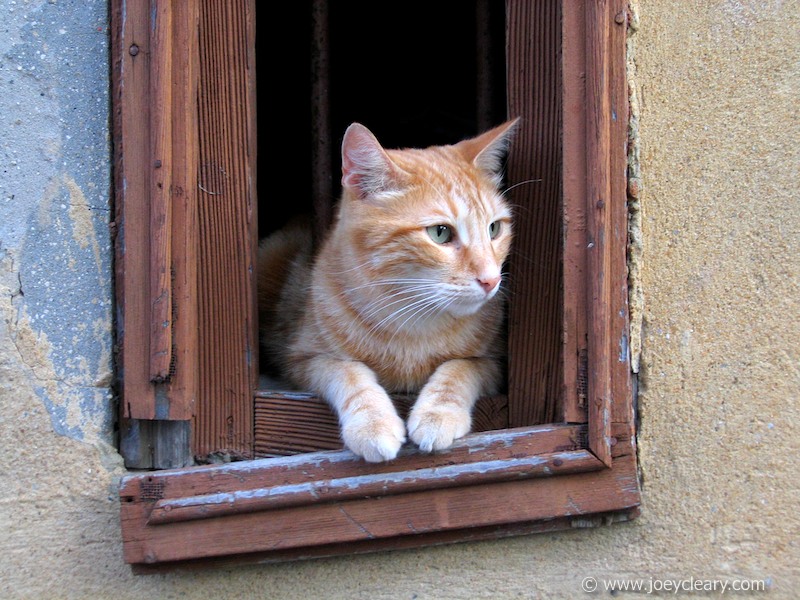Cat, Marseilles 2004