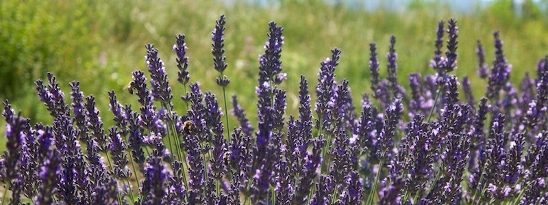 Lavender, Provence 2011