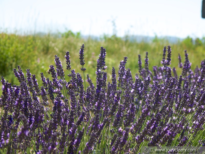 Lavender, Provence 2011