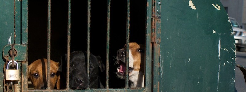 Boxed dogs, Borris-in-Ossory 2011