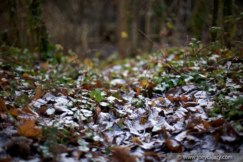 Frosty leaves - Dublin 2011